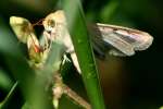 Corn Earworm Moth