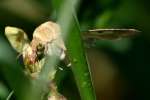 Corn Earworm Moth