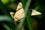 Corn Earworm Moth