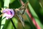 Corn Earworm Moth