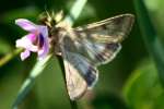 Corn Earworm Moth