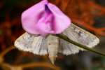 Corn Earworm Moth