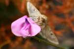 Corn Earworm Moth