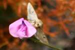 Corn Earworm Moth