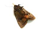 Copper Underwing Moth