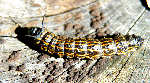 Orange-tipped Oakworm Moth Caterpillar