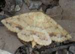 Variable Tropic Moth