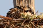 Baby Osprey