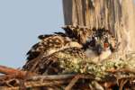 Baby Osprey