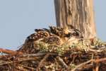 Baby Osprey
