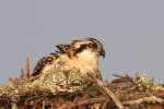 Baby Osprey