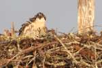 Baby Osprey
