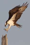 Osprey