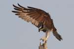 Osprey