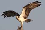 Osprey