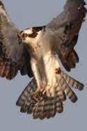 Osprey