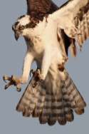 Osprey