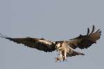 Osprey