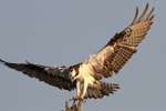 Osprey