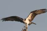 Osprey