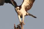 Osprey