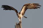 Osprey