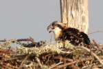 Baby Osprey