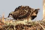 Baby Osprey