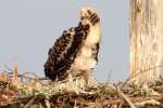 Baby Osprey