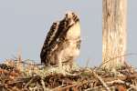 Baby Osprey