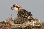Baby Osprey