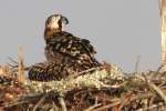 Baby Osprey
