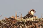 Baby Osprey