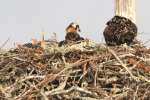 Baby Osprey