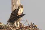 Baby Osprey