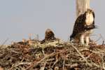 Baby Osprey