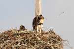 Baby Osprey