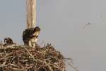 Baby Osprey
