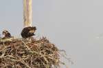 Baby Osprey