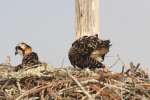 Baby Osprey