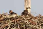 Baby Osprey