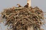 Baby Osprey