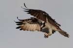 Osprey
