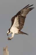 Osprey