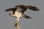 Osprey