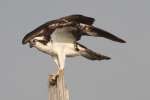 Osprey