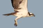 Osprey