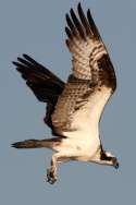 Osprey
