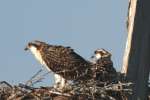 Baby Osprey