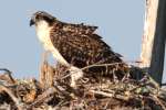 Baby Osprey